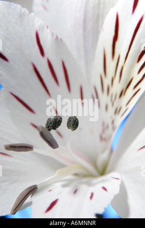 L'alstroemeria blanc fleur lys des incas Banque D'Images