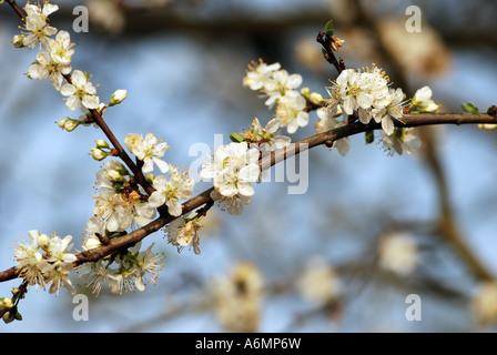 Prunellier, Prunus spinosa, en fleurs Banque D'Images