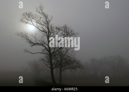 Brouillard d’hiver Banque D'Images