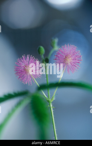 Plante sensitive Mimosa pudica fabacaea Banque D'Images