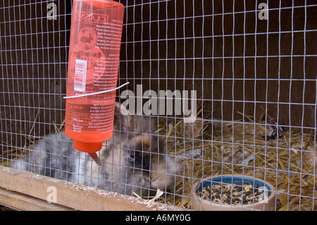Lapin dans sa huche avec le panier métallique/shot complet avec bouteille d'eau et bol de nourriture Banque D'Images