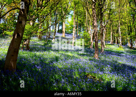 Bluebell Bluebell Wood Genre Hyacinthoides Denbighshire North Wales UK United Kingdom Europe Banque D'Images