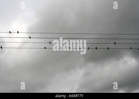 De nombreux oiseaux hirondelles assis sur des lignes électriques sur ciel nuageux Banque D'Images