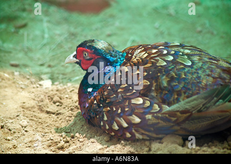 Faisan de l'anneau de Chine Parc Zoologique Delhi Inde Banque D'Images