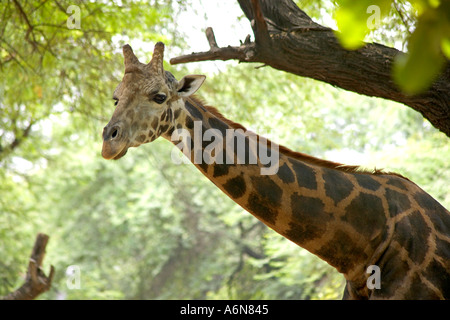 Un seul AAD90297 solitaire grand animal sauvage à la girafe au fond vert vous au Zoo du Parc Zoologique à Delhi Inde Asie Banque D'Images