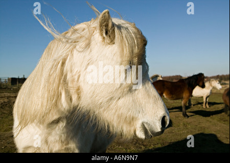 Poney blanc avec les cheveux au vent dans la montagne de la tête de profil Air Wales UK Banque D'Images