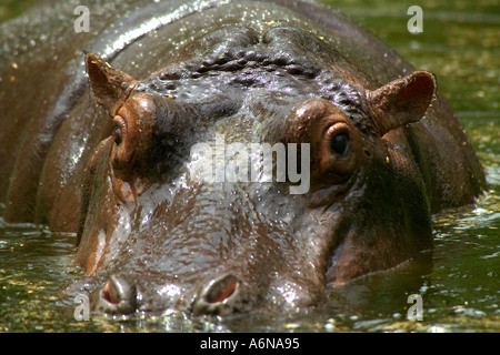 Hippo Potemus Zoo de Delhi Delhi Inde Banque D'Images