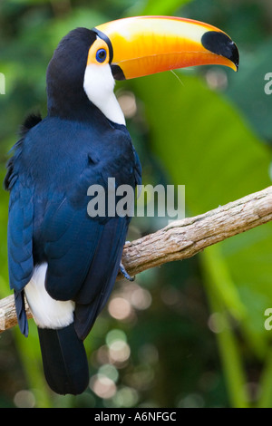 Toucan - profil vertical de légèrement derrière l'Argentine (2005) Banque D'Images