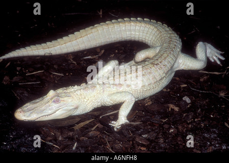 Alligator albinos cherche dans à l'appareil photo Banque D'Images