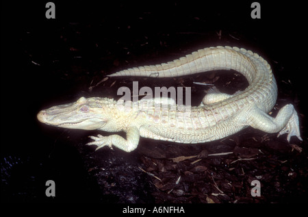 Albino alligator tournant sur lui-même Banque D'Images