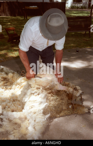 Gaucho tonte des moutons avec les clippers, main l'Uruguay Banque D'Images