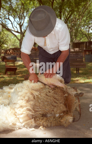 Gaucho tonte des moutons avec les clippers, main l'Uruguay Banque D'Images