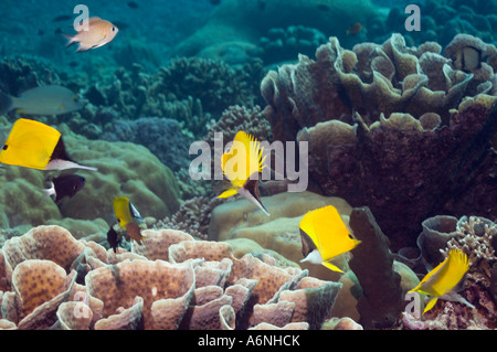 Papillons Forcipiger flavissimus long nez NP Bunaken Sulawesi du Nord Indonésie Banque D'Images