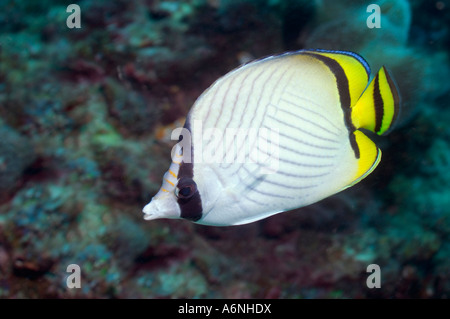 Vagabond papillons Chaetodon vagabundus NP Bunaken Sulawesi du Nord Indonésie Banque D'Images