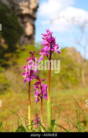 Orchidées Orchis mascula Early Purple Llanymynech Quarry Shropshire England UK GO Banque D'Images