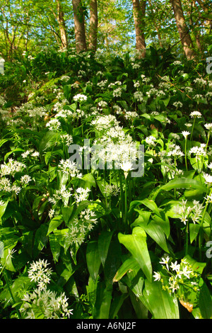 L'ail des ours Allium ursinum fleurs poussant dans la forêt dans le Shropshire en Angleterre mai printemps UK Royaume-Uni GB Grande Bretagne Banque D'Images