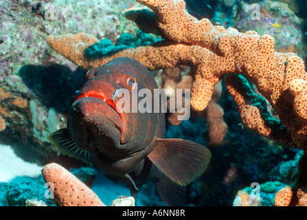 Nettoyage avec mérou marron marbré, Bonaire Antilles néerlandaises Caraïbes Océan Atlantique Banque D'Images