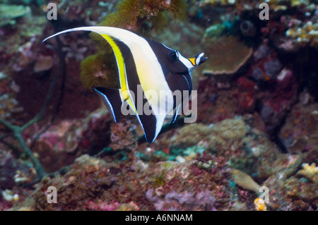 Zanclus cornutus idole maure natation sur Bunaken Sulawesi du Nord des récifs coralliens en Indonésie Banque D'Images