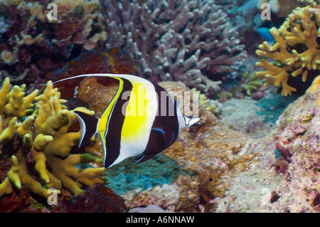 Zanclus cornutus idole maure natation sur Bunaken Sulawesi du Nord des récifs coralliens en Indonésie Banque D'Images