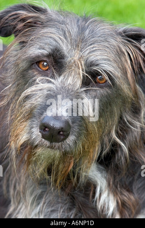 Portrait d'un chien de sauvetage lurcher, croisement entre un parfum et un sight hound Banque D'Images