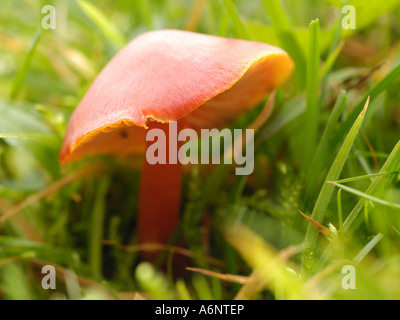 Scarlet Waxcap, hygrocybe coccinea Banque D'Images