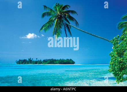 Plage de l'île tropicale avec palmiers Océan Indien Maldives Banque D'Images
