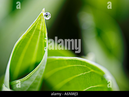 Goutte sur Hosta Banque D'Images