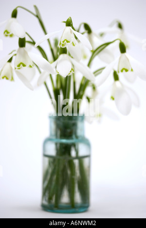 Snowdrop fleurs dans une bouteille en verre Banque D'Images