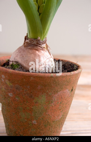 Close up of Hyacinth bulbiculture dans un pot Banque D'Images