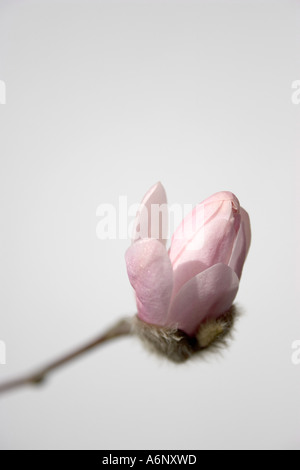 Magnolia stellata Banque D'Images