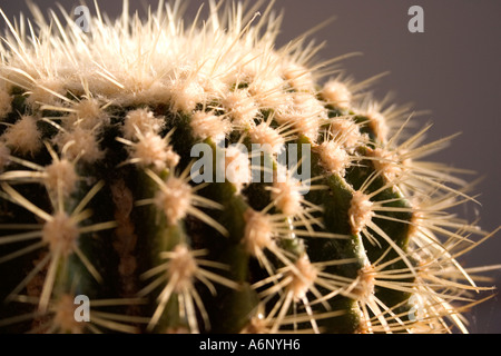 Cactus Banque D'Images