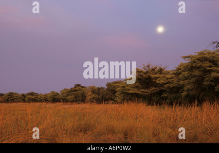 Lune qui s'élève au-dessus de la forêt Mopani le long des rives de la rivière Kavango, Rundu, région de Kavango, Namibie, Afrique Banque D'Images