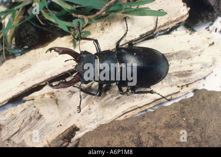 Stag Beetle Lucanus cervus mâle Banque D'Images