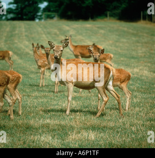 Le red deer hinds et veaux de 2 mois sur les pâturages en été Banque D'Images