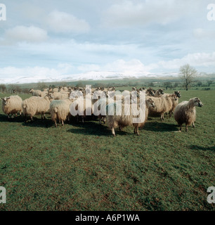 Nord de l'Angleterre mule troupeau de moutons sur les pâturages couverts de neige de Cumbrie Penines derrière Banque D'Images