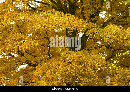 Les arbres d'automne le long de la Natchez Trace Parkway juste au sud de Nashville, Tennessee, USA Banque D'Images