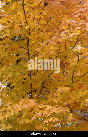 Les arbres d'automne le long de la Natchez Trace Parkway juste au sud de Nashville, Tennessee, USA Banque D'Images