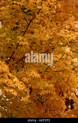 Les arbres d'automne le long de la Natchez Trace Parkway juste au sud de Nashville, Tennessee, USA Banque D'Images