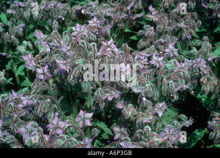 Récolte de fleurs de bourrache dans une source de GLA gamma-linoléique Banque D'Images