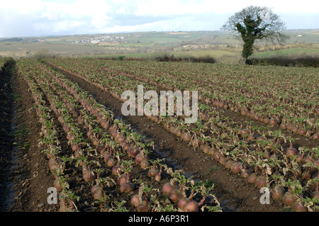 La maturité à la récolte des cultures de Brassica napobrassica dans mid Devon Banque D'Images