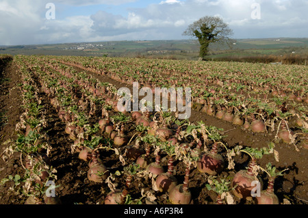 La maturité à la récolte des cultures de Brassica napobrassica dans mid Devon Banque D'Images