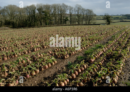 La maturité à la récolte des cultures de Brassica napobrassica dans mid Devon Banque D'Images