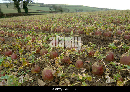 La maturité à la récolte des cultures de Brassica napobrassica dans mid Devon Banque D'Images