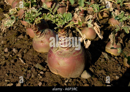 La maturité à la récolte des cultures de Brassica napobrassica dans mid Devon Banque D'Images