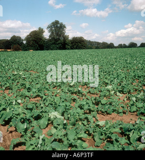 La maturité des cultures de Brassica napobrassica Banque D'Images