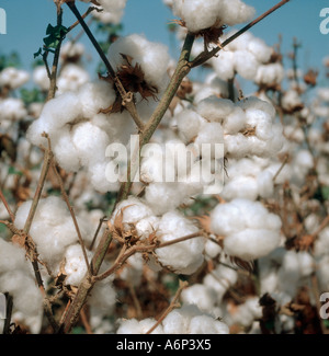 Récolte de coton Gossypium spp en pleine ouverture boll Californie Banque D'Images