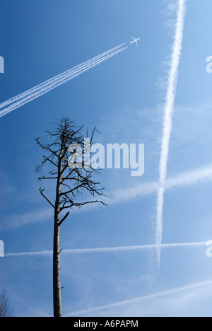 Arbre généalogique de pins morts quelques traînées de condensation et un jet de passagers haut dans le ciel Banque D'Images