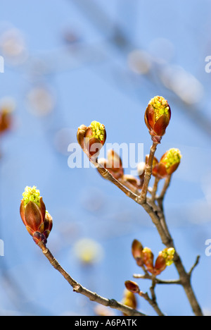 Boutons de fleurs, d'arbres d'érable inconnu en Avril Banque D'Images