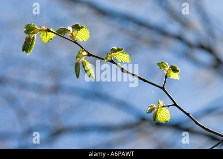 Jeune feuillage frais d'un charme Carpinus betulus dans ciel bleu Banque D'Images