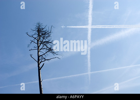 Arbre généalogique de pins morts en Allemagne et les traînées de condensation en forme de croix sens on peut enterrer la nature en Europe Banque D'Images